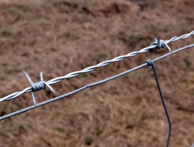 Galvanized or PVC Coated Barbed wire