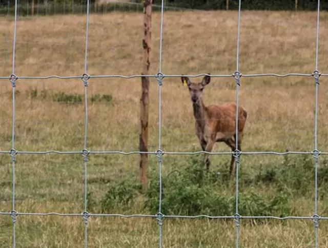 https://www.wireandmesh.net/wire-mesh-products/field-fence.html